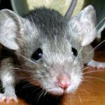Опыты на мышах: борьба с ожирением