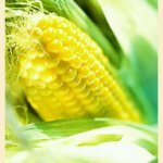 Кукуруза полезные свойства и противопоказания