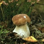 Лечебные свойства белых грибов