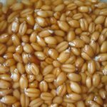 Лечебные свойства пророщенной пшеницы Лечебные свойства пророщенной пшеницы