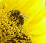 Полезные свойства пчелиная пыльца