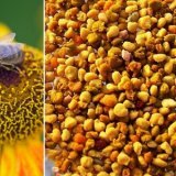 Большая польза пчелиной пыльцы