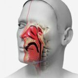 Вазомоторный ринит или воспаление слизистой оболочки носа