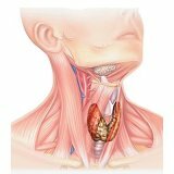 Гормоны щитовидной железы человека