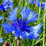 Василек синий - лекарственное растение