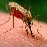 Народные рецепты и средства от укуса комаров